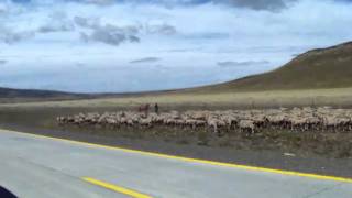 Gauchos and Dogs Herding Sheep in Patagonia [upl. by Leeann]