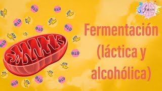 Fermentación láctica y alcohólica Aspectos generales [upl. by Joli872]