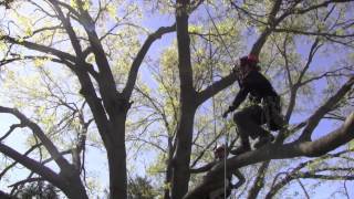 Large Tree Pruning [upl. by Lettie593]