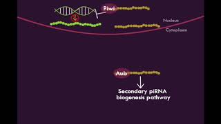 Piwiinteracting RNA piRNA Biogenesis Pathways [upl. by Stetson859]