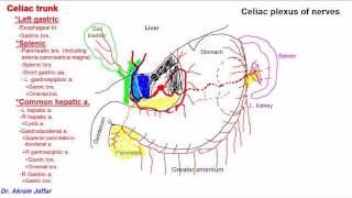 The Gluten Free Diet  Coeliac UK [upl. by Dillie836]