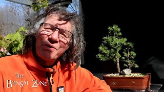 Pruning Two Larch Trees and Potting up My Shagbark Hickory The Bonsai Zone March 2024 [upl. by Anirbys]