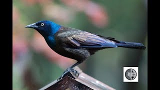 Common Grackle [upl. by Adnarahs989]