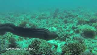 Giant Moray Eel sticks face in a Sea Urchin [upl. by Anelys]