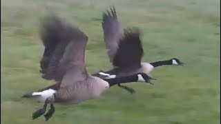 Canada geese flying away from the field [upl. by Esereht]