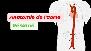 ANATOMIE DE LAORTE  Résumé [upl. by Mohl]