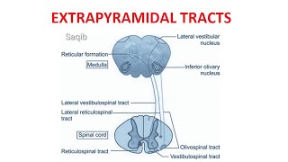 Extrapyramidal Tracts [upl. by Kohcztiy]