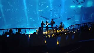 Candlelight  Film Scores at SEA Aquarium [upl. by Nerok399]