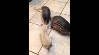 Three baby armadillos meet a kitten [upl. by Alfreda]