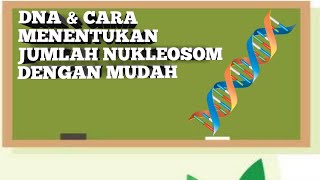 DNA amp CARA MENENTUKAN JUMLAH NUKLEOTIDA DENGAN MUDAH [upl. by Yelrac744]