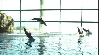 Dolphin Jump [upl. by Iver]