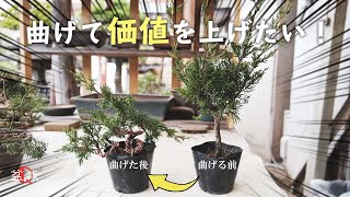 安く手に入った真柏素材を曲げて価値を高めたい【盆栽Q】Bend the bonsai to increase its value [upl. by Gerger]