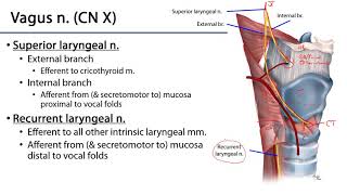 Larynx and Pharynx LO  Laryngeal Neurovasculature [upl. by Naillimxam]