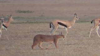 Caracal Struts and Fends off Jackal [upl. by Breech]