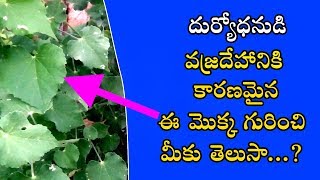 అతిబల Atibala Upayogaluatibala usesatibala plant in telugu [upl. by Mayhew]