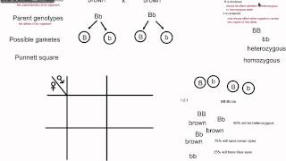 Genetic Crosses  Simple Monohybrid Cross IB Biology [upl. by Belamy]