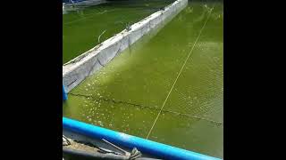 Tilapia Feeding day 12  LARGE CONCRETE FISH TANKS [upl. by Cochrane]