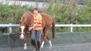 Nicci Phelps and teddy  straightness training  groundwork evaluation grade 1 [upl. by Joseph]