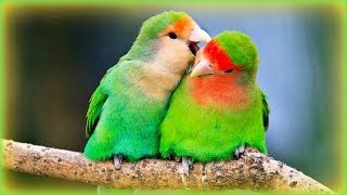 ❀ Lovebirds Sounds  1 Hour [upl. by Ninnahc]