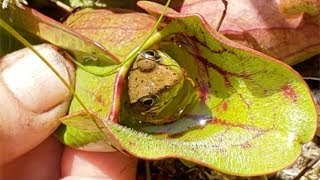 Carnivorous Plant Eats Frog Alive [upl. by Miguela]