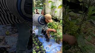 Lemon Tea Tree 🍋 youtubeshorts garden organicharvesting organicfarming organicharvest [upl. by Dom]