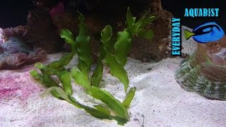 2 Planted Marine Macro Algae Lagoon Aquarium  DampD Reef Pro 1200 [upl. by Ellehsyt]