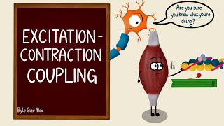 042 How Calcium ion release results in Muscle Contraction [upl. by Anaig981]