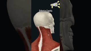 Understanding the Splenius Capitis Musclebodyanatomy 3danimation science anatomy anatomytuition [upl. by Peggie]