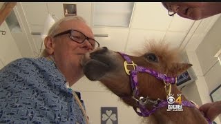 Therapy Horse Helps Patients Heal At Tufts Medical Center [upl. by Etsirk]