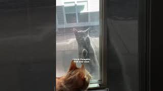 Stray Cat Convinces His Friend They Should Move Into Womans House  The Dodo [upl. by Yvonne684]