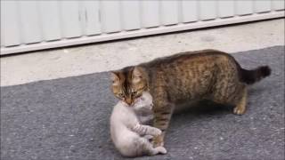 Maman chat retrouve son chaton [upl. by Pattison]