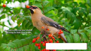 How does Cedar Waxwing sound Song  Voice Chatter Calls [upl. by Kluge]