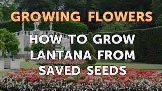 How to Grow Lantana From Saved Seeds [upl. by Chilson]