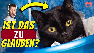 14 Überraschende Fakten Über Katzen 7 Ist Verstörend [upl. by Aelyak]