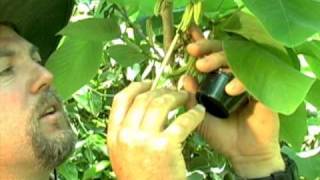 Cherimoya Hand Pollination [upl. by Bixby]