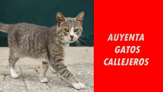 🐱❌SONIDO para AHUYENTAR GATOS CALLEJEROS ❌🐱 [upl. by Yraeg]