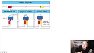 52 Mechanisms of VDJ recombination [upl. by Anicnarf]