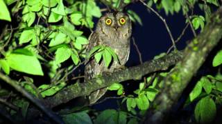 Autillo Europeo Otus scops [upl. by Deibel]