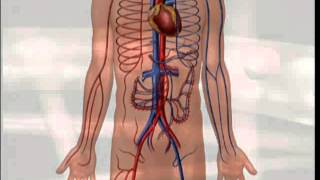 How to Measure Vital Signs [upl. by Montgomery980]