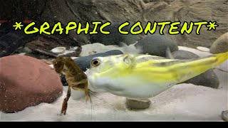 Brutal Fahaka Puffer Fish Feeding Competition  GRAPHIC CONTENT [upl. by Odracir673]