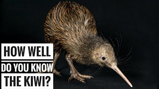 Kiwi Bird  Description Characteristics and Facts [upl. by Gibeon]