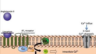 Losartan  Mechanism of Action [upl. by Letisha]