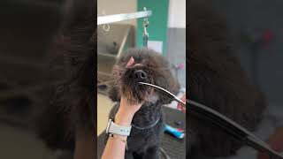 Grooming a rare Spanish water dog [upl. by Av]