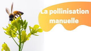 La pollinisation manuelle des COURGETTES COURGES POTIRONS [upl. by Ygiaf]