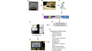 genotyping by sequencing [upl. by Atnahc]