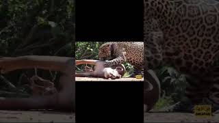 Jaguar kills Tapir and drags carcass wildlife animals jaguar [upl. by Eirallih84]