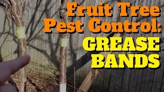 Fruit Tree Insect Control Grease Bands [upl. by Seda]