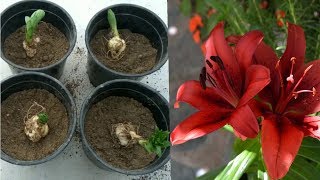 Best way to Grow Lilium Bulbs [upl. by Laen]