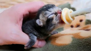 Tiny Tummies Feeding Our Newborn Kittens Please turn on subtitles [upl. by Eeresid595]