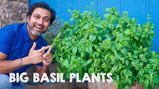 5 Tips to Grow Big Bushy Basil Plants [upl. by Emmer]